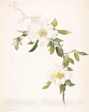 Historic Pictoric Art Print : Margaret Neilson Armstrong - White Clematis : Vintage Wall Décor : 24in x 32in