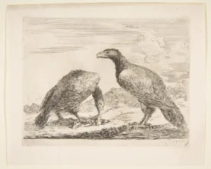Historic Pictoric Art Print : Stefano Della Bella - Two Eagles, one Devouring a Lamb, from 'Eagles' (Les aigles) : Vintage Wall Décor : 20in x 16in