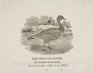 Historic Pictoric Print : Grey Lag Goose, Thomas Bewick, c 1773, Vintage Wall Decor : 10in x 08in